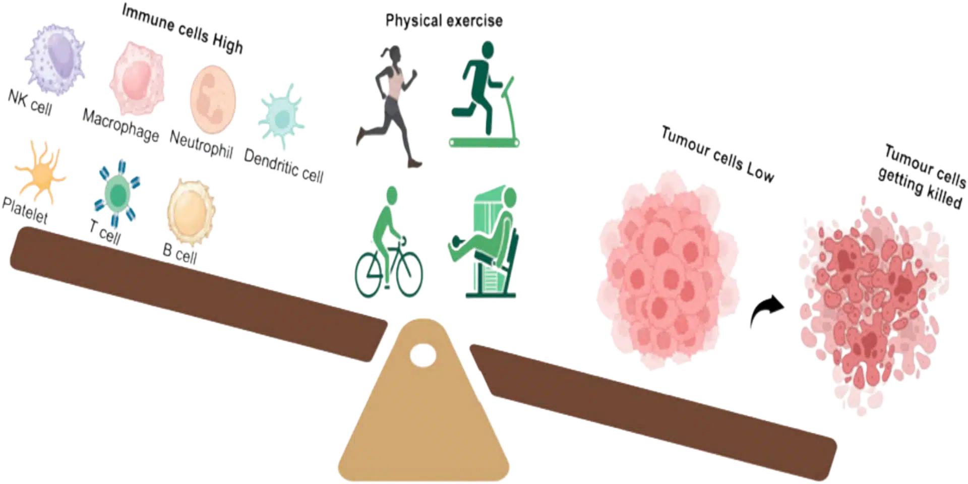 تأثیر ورزش بر تقویت سیستم ایمنی و پیشگیری از بیماریها